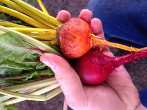 Colorful beets